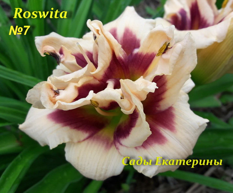 №7 Roswitha (Росвита)