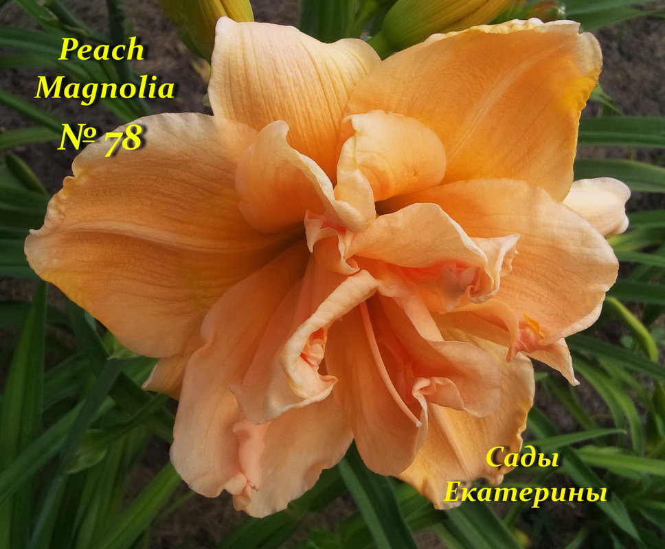 №78  Peach Magnolia ( Пич Магнолия)  