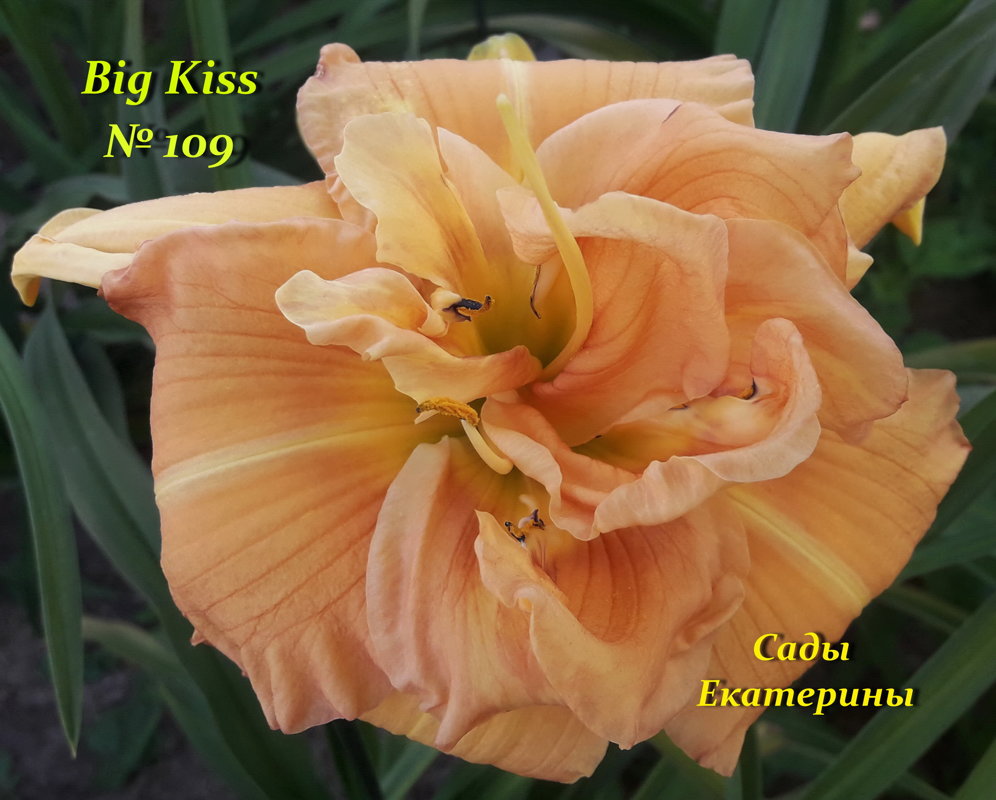 №109  Big Kiss ( Биг Кисс)