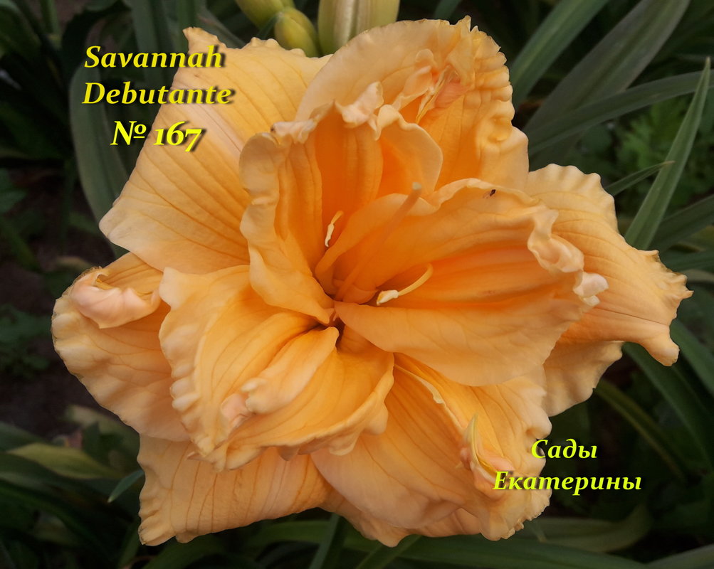 №167 Savannah Debutante