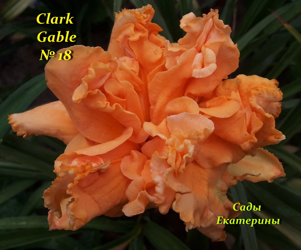 №18   Clark Gable  (Кларк Гейбл ) 