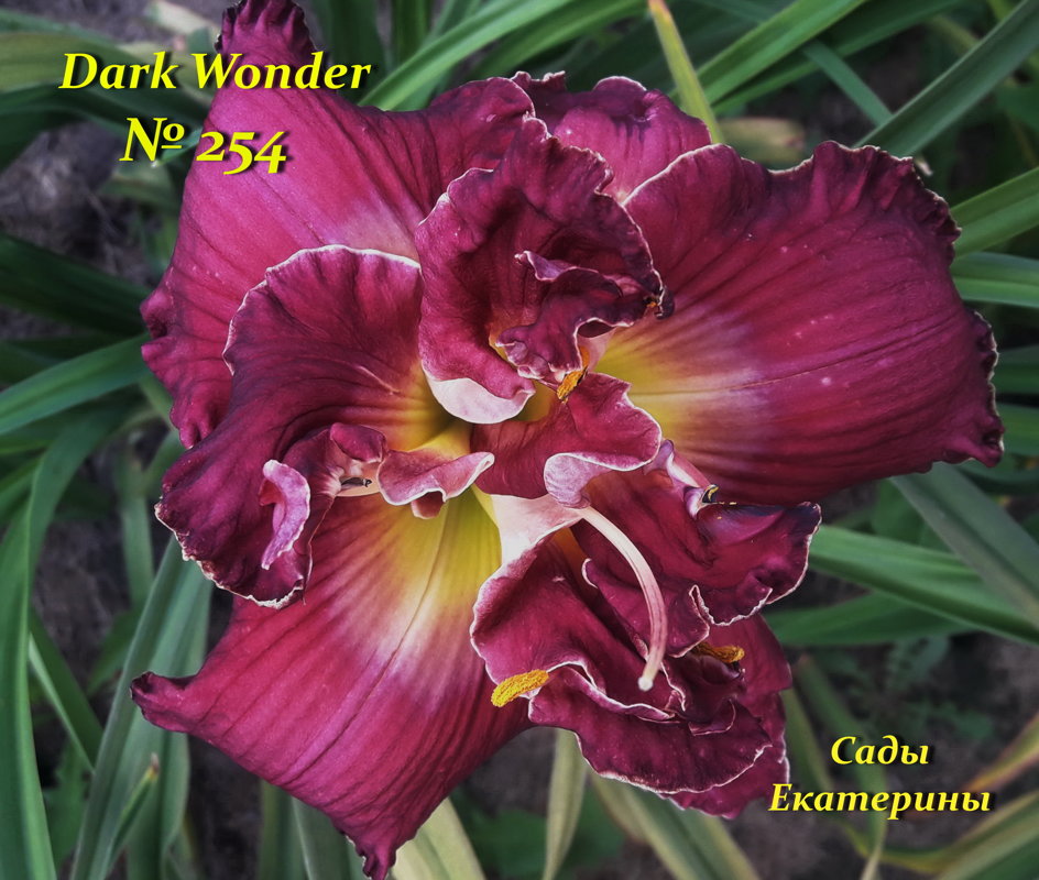  № 254 Dark Wonder 