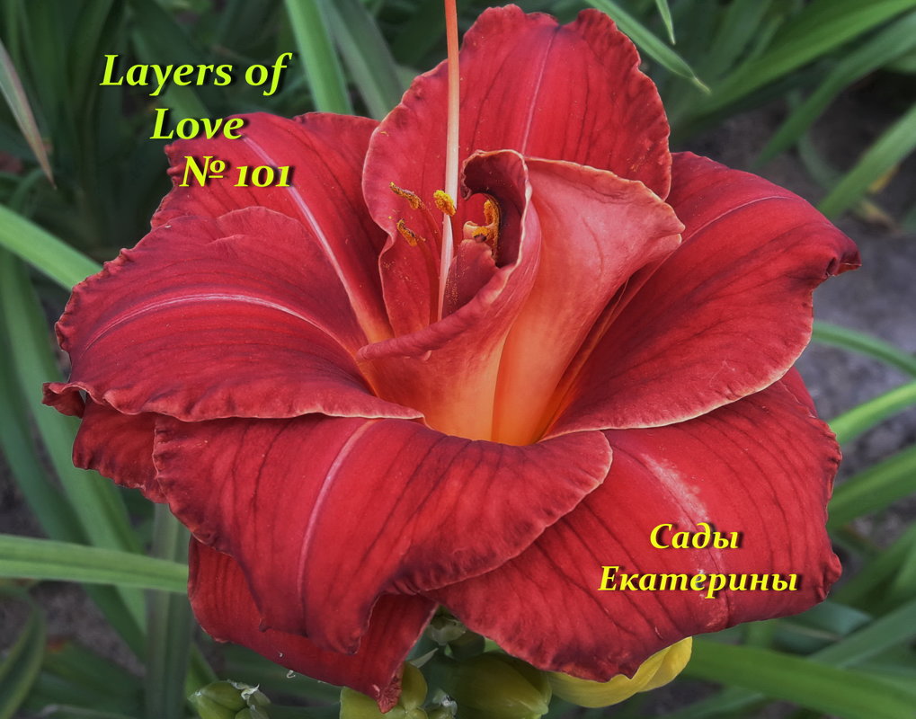  №101  Layers of Love