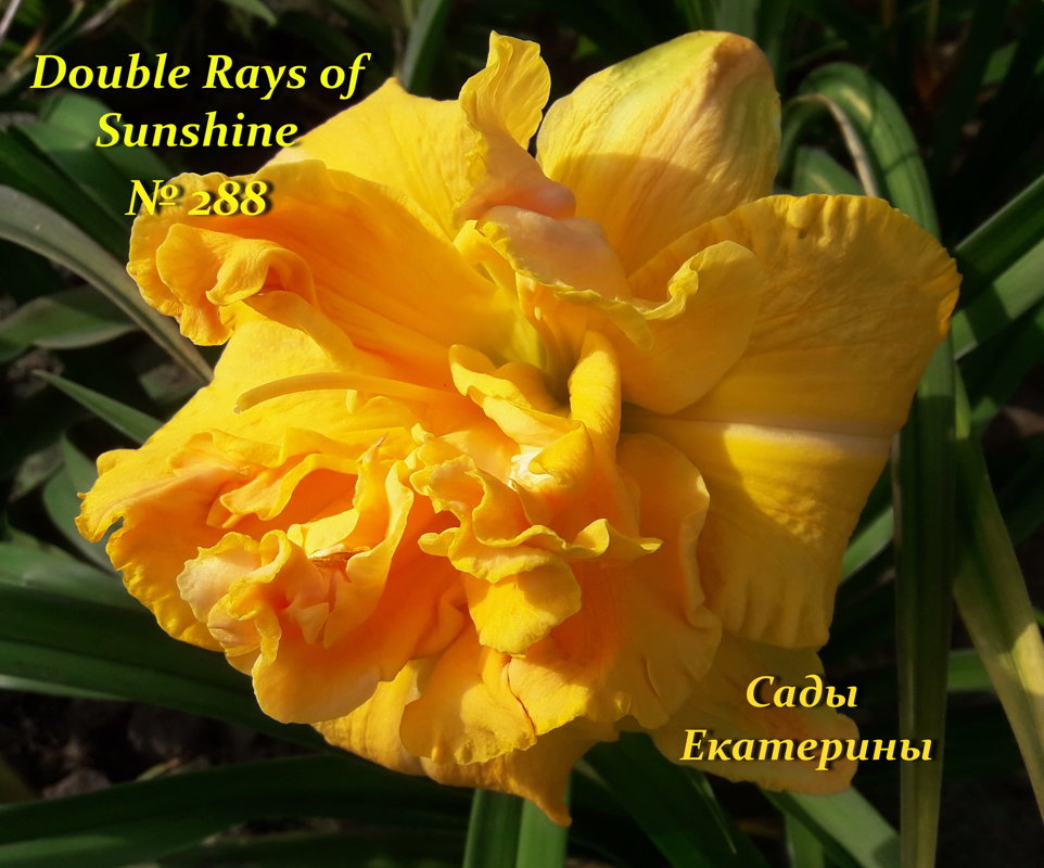  №288  DOUBLE RAYS OF SUNSHINE