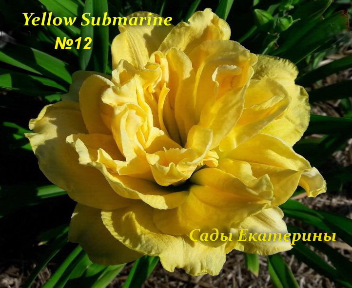 №12   Yellow Submarine (Йеллоу Субмарин)