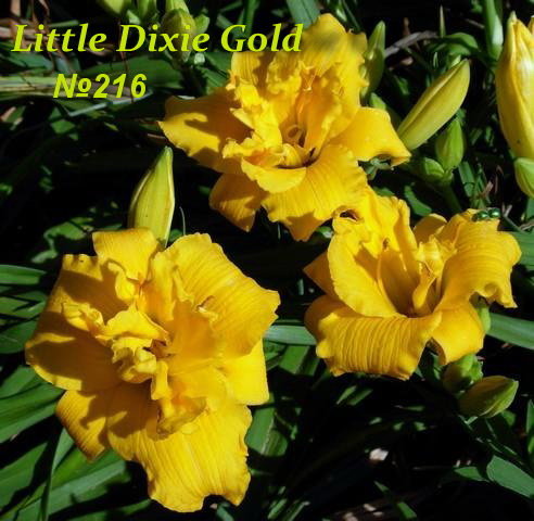 №216   Little Dixie Gold