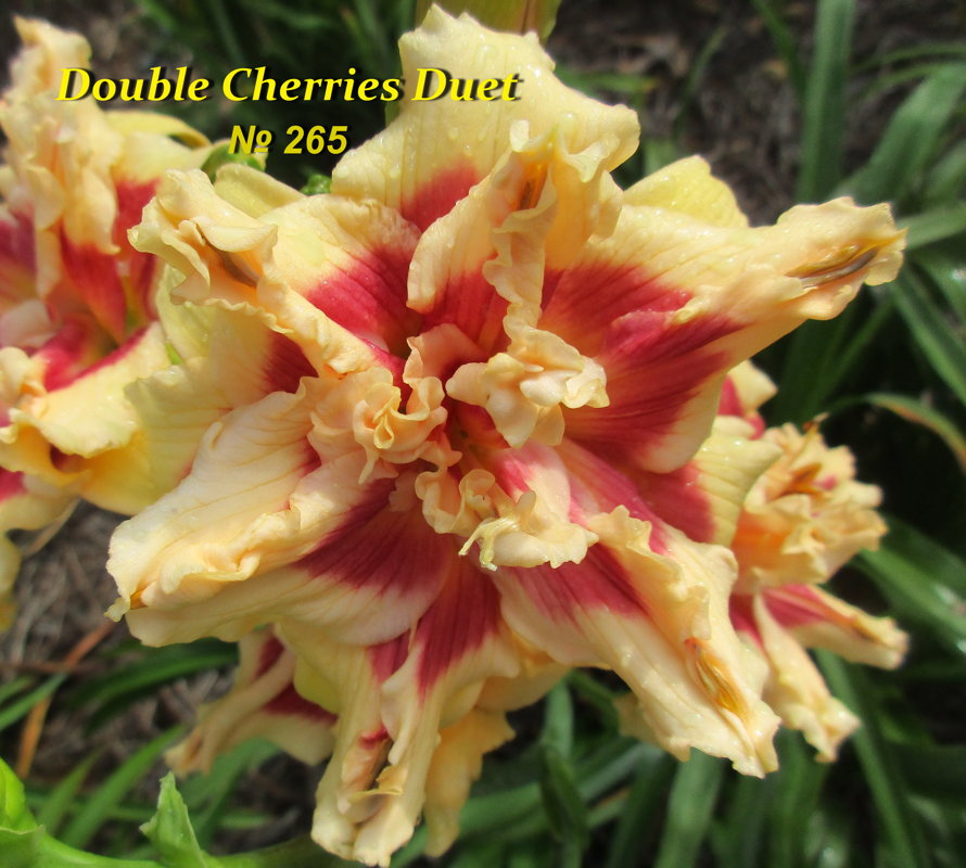  №265  Double Cherries Duet