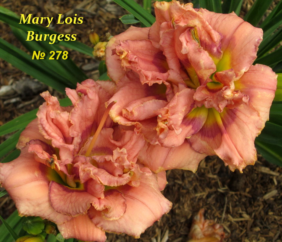  №278  Mary Lois Burgess