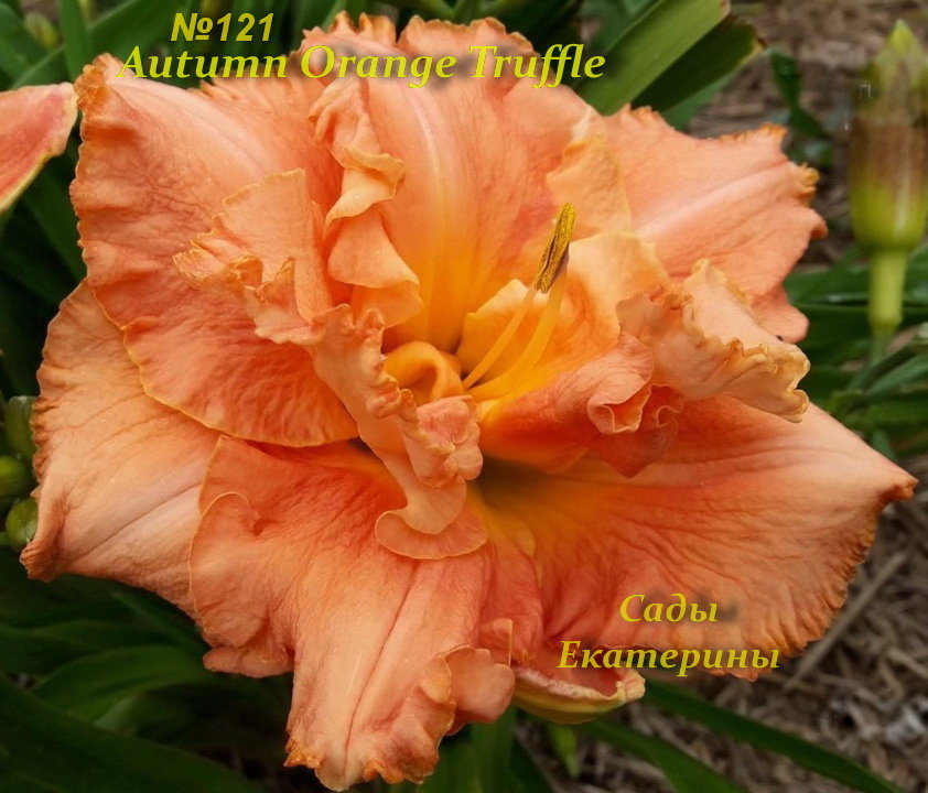 №121 Autumn Orange Truffle  (   Отом Орэндж Траффл )