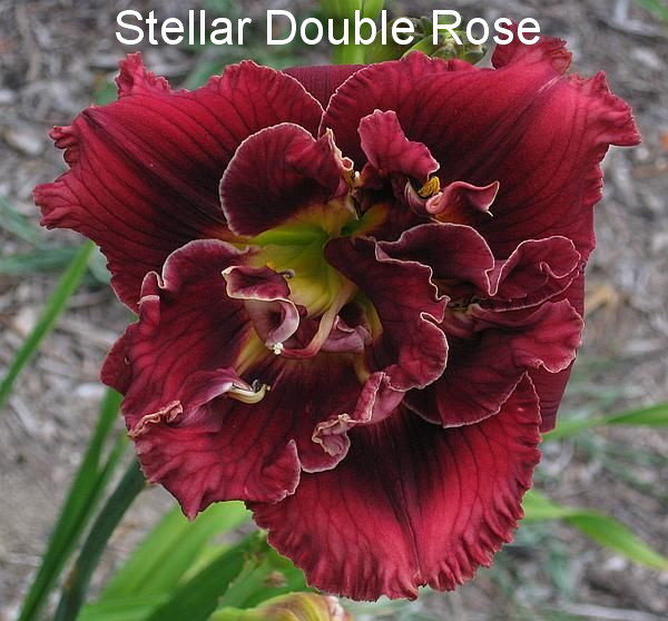 №110  Stellar Double Rose (Стеллар Дабл Роуз)