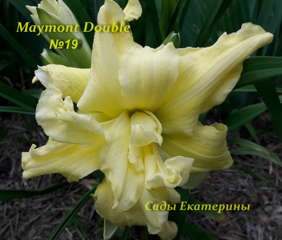 №19  Maymont Double (Мэймонт Дабл)