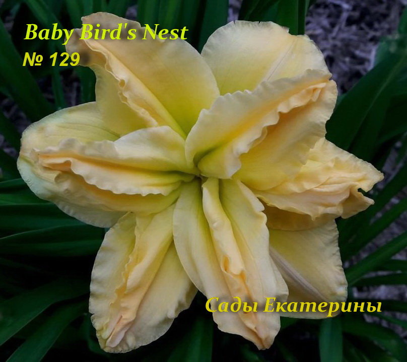 №129  Baby Bird's Nest