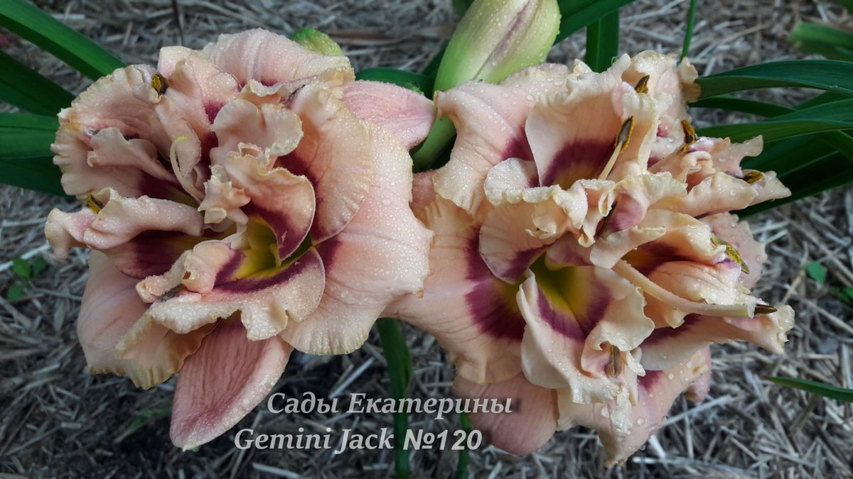 №120    Gemini Jack    ( Джемини Джек )