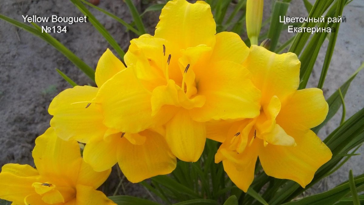 №134  Yellow Bouquet (  Йеллоу Букет )