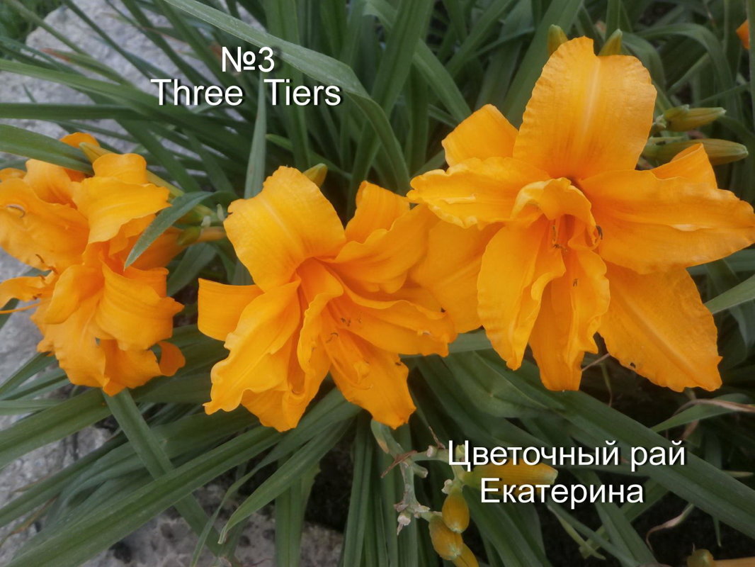 №3 Three Tiers ( Три Тайерс )