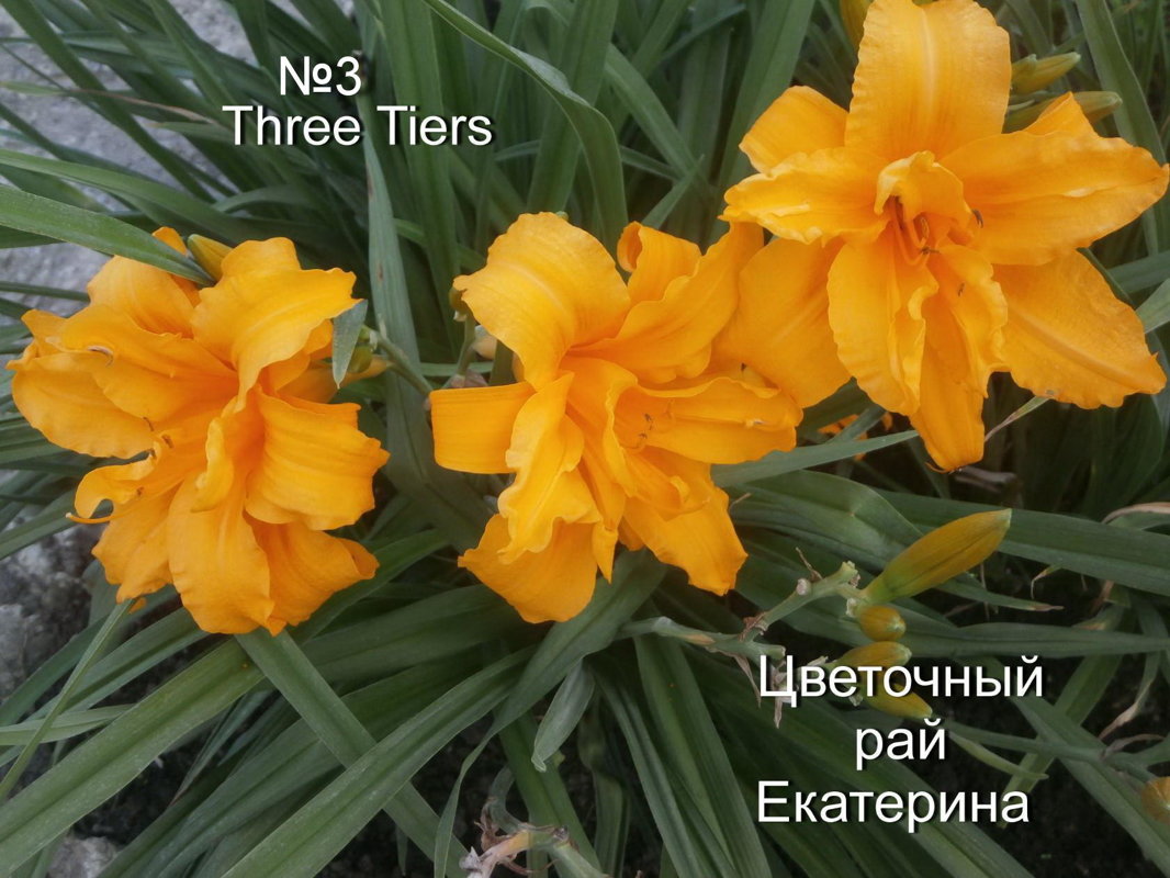 №3 Three Tiers ( Три Тайерс )