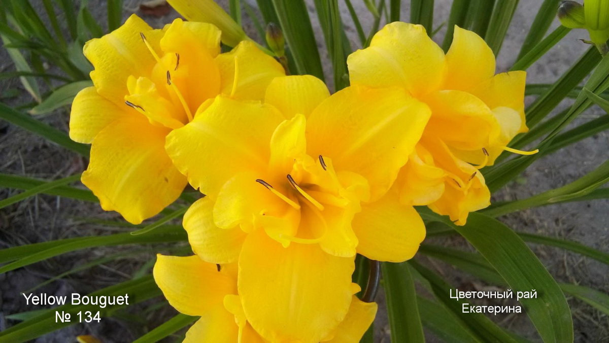 №134  Yellow Bouquet (  Йеллоу Букет )