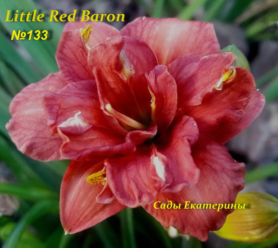 №133 Little Red Baron