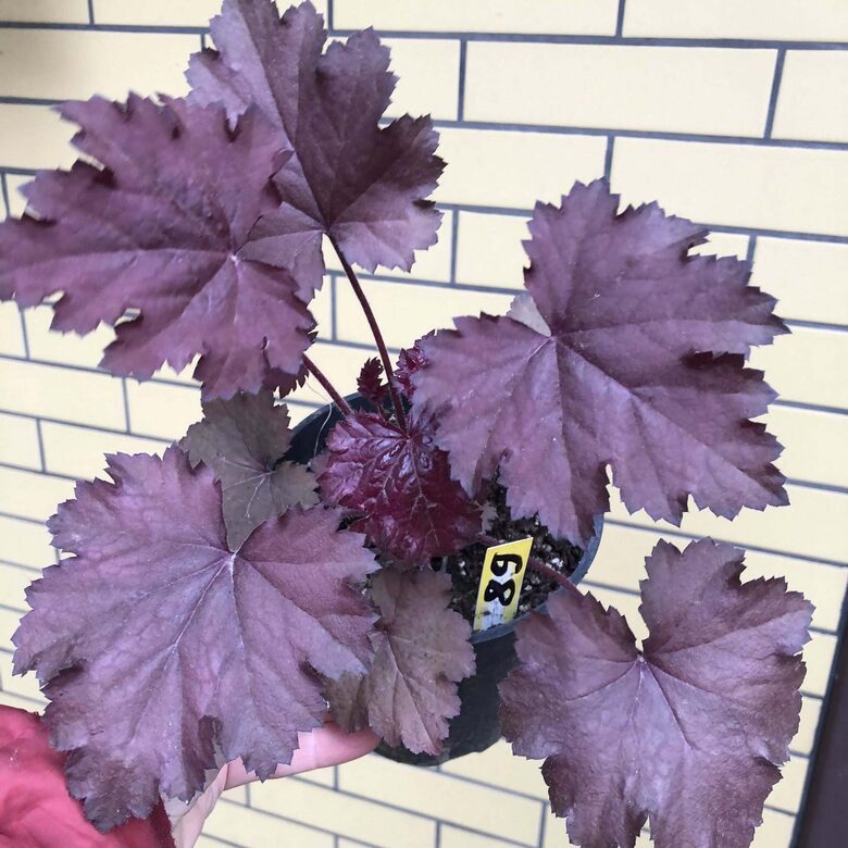  № 89   Beaujolais
