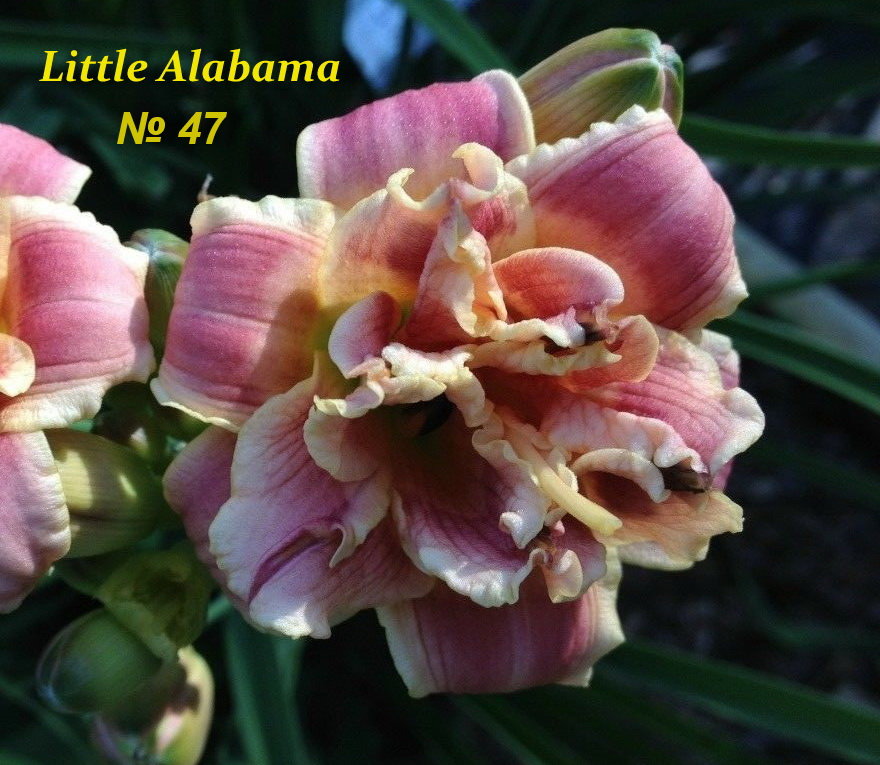 №47 Little Alabama 