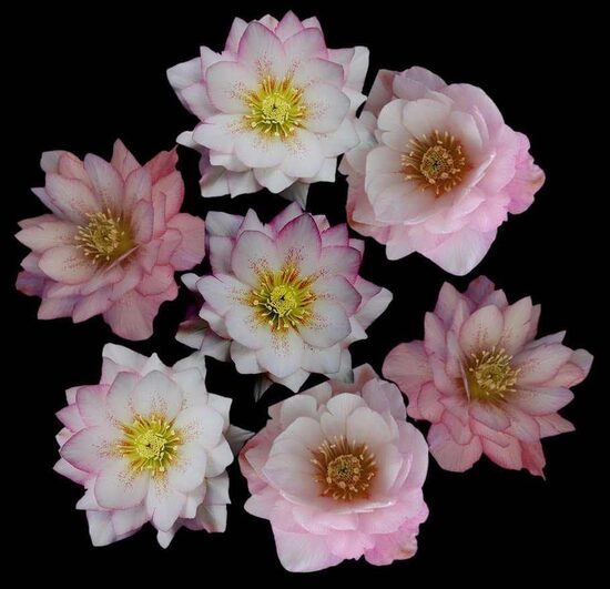  № 97  Quintessa  Rose