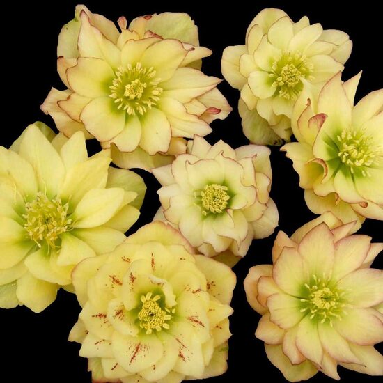  № 91  Quintessa Sun 