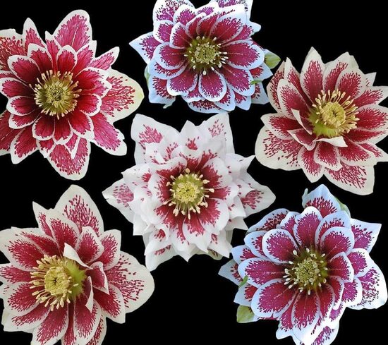  № 93  Quintessa Painted