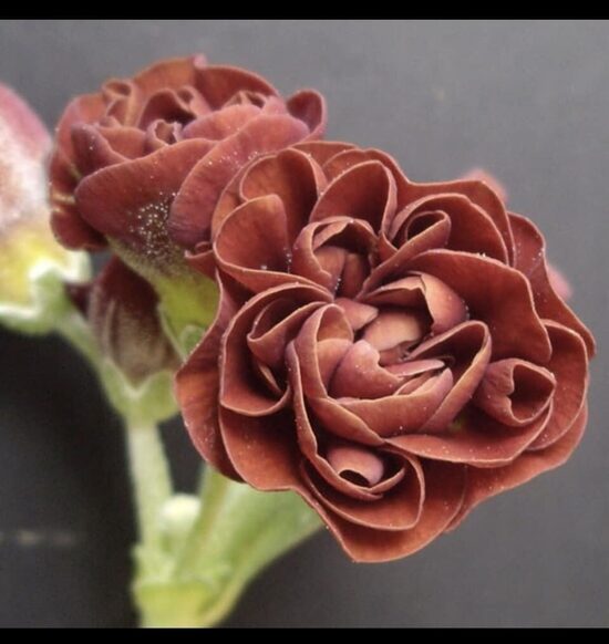  № 45  Forest Autumn Glow