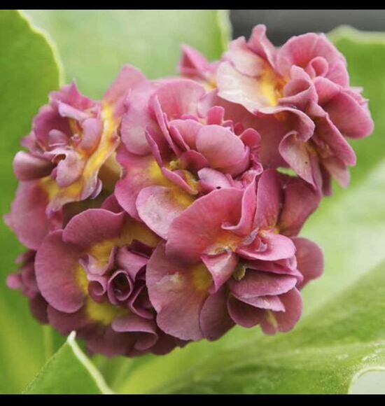 № 102 Lincoln Charm.