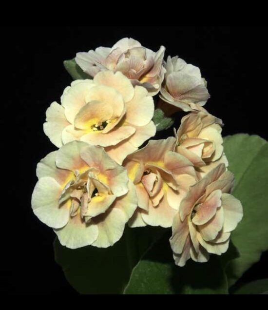  № 43  Forest Bracken