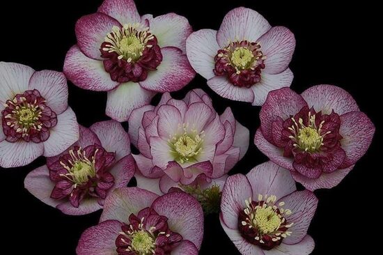    № 96  Quintessa   Cherry