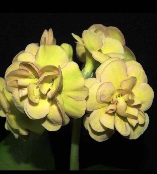 № 78 Forest Hint of Pink.