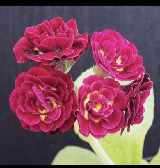  № 106  Robinette primula auricula 