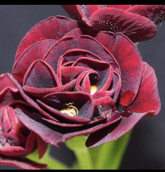 № 59  Darth Vader.