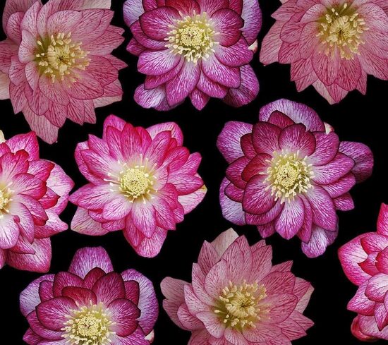   № 89 Quintessa Pink 