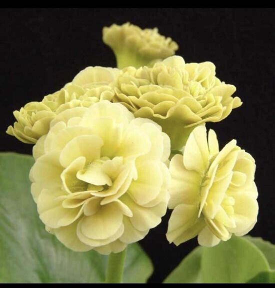   № 71 Wandas Moonlight