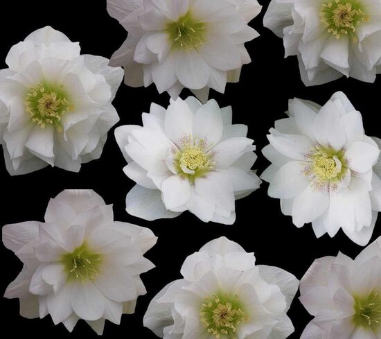   № 94 Quintessa Snow 