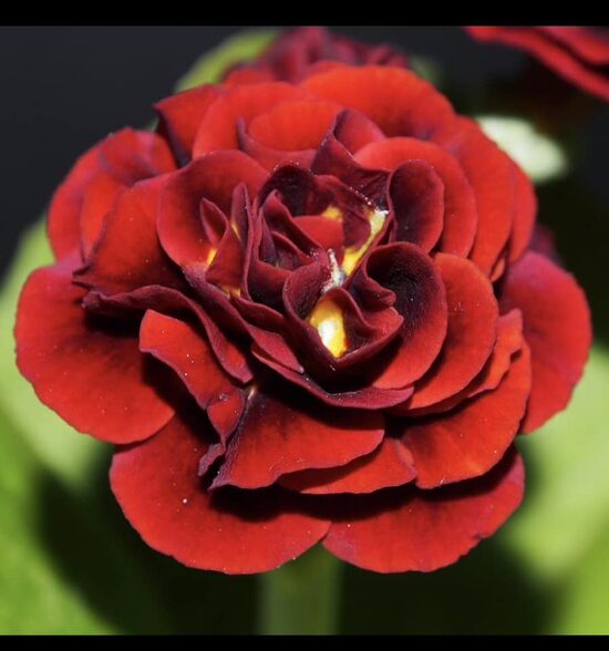 №  99 Lincoln Pride