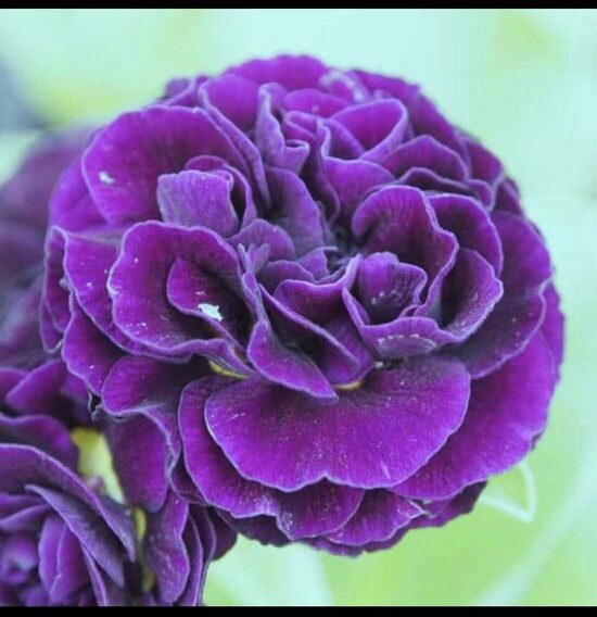 № 65  Forest Duet.