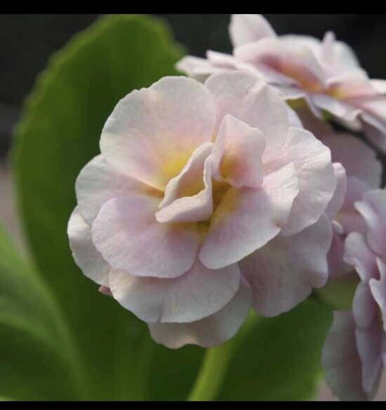 № 73  Grey Ladywood.