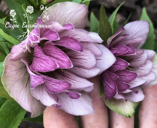  № 54  Double Strain - Veined