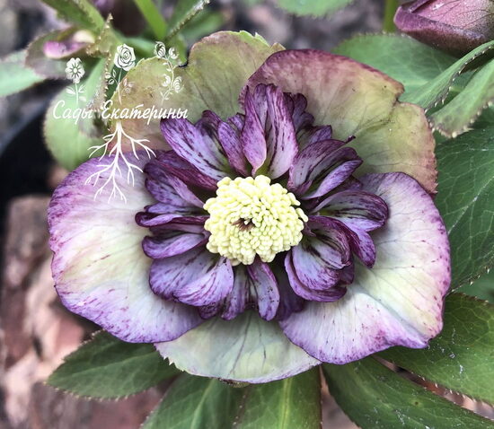 № 84   Anemone  Bicolor