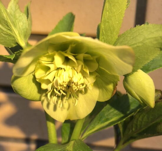 № 79 Anemone Yellow