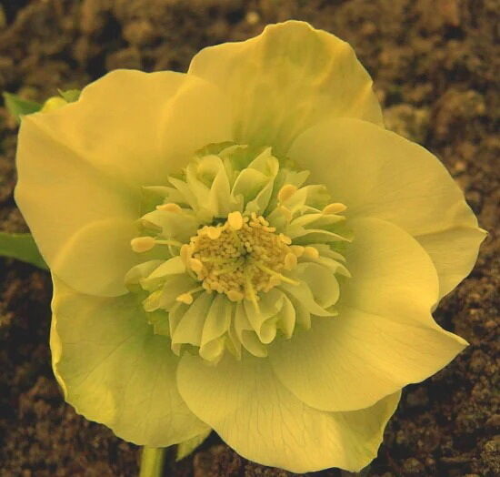  № 15 Anemone Super Yellow