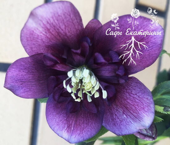  № 81 Anemone Red with White Edge 