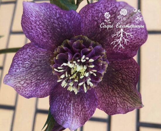  № 107 Anemone  Sunset