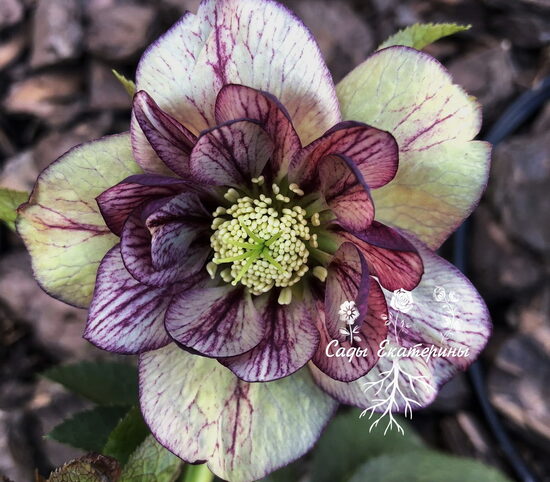 № 80 Anemone Picotee Red