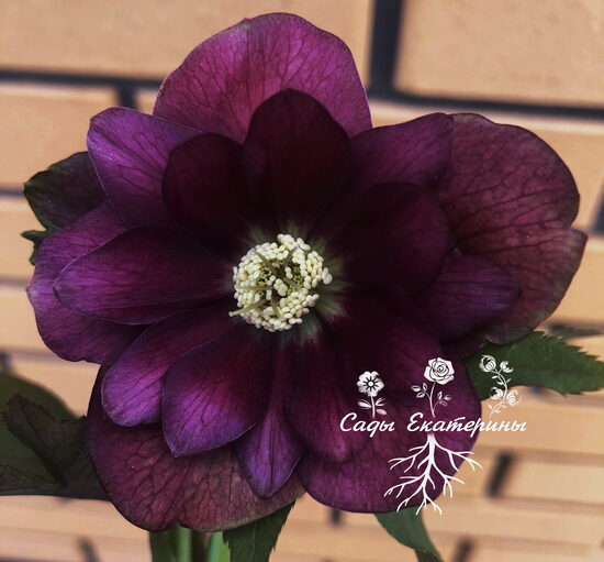  № 88  Double Ellen Flash