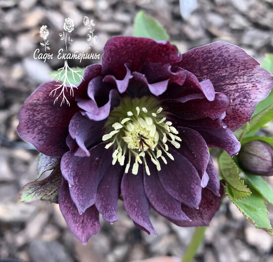 №8    Double Ellen Purple