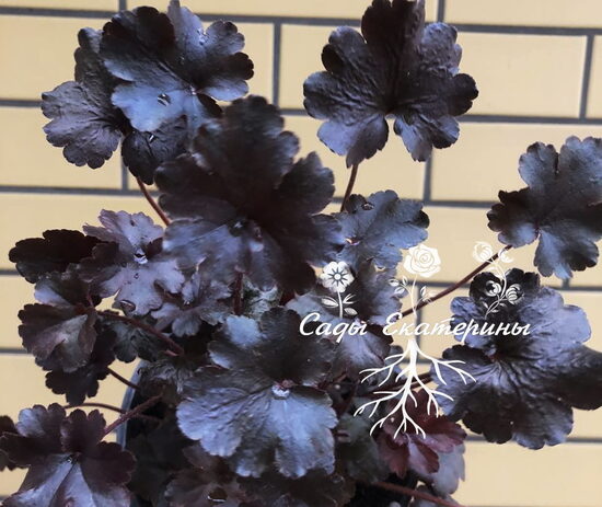 № 118 Rockies Black